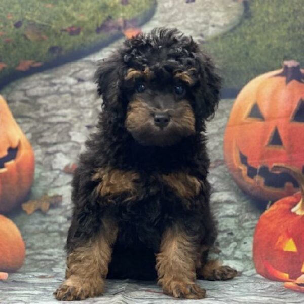 Mini Poodle-DOG-Male-black & apricot-616-Petland Woodlands, TX