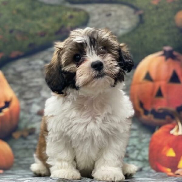 Teddy Bear-DOG-Female-gold & white-614-Petland Woodlands, TX