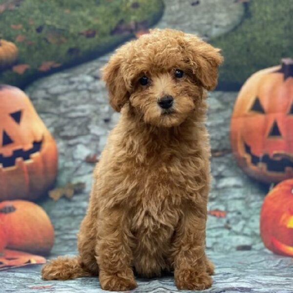 Mini Poodle-DOG-Female-rd-619-Petland Woodlands, TX