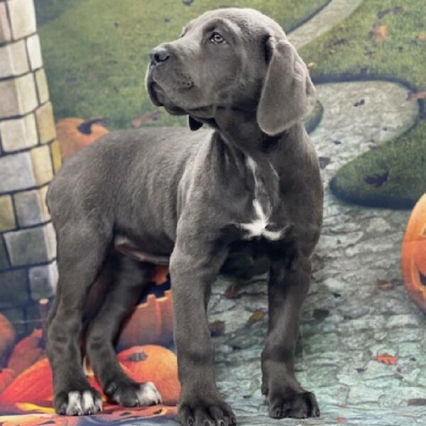 Cane Corso-DOG-Female-bl-620-Petland Woodlands, TX