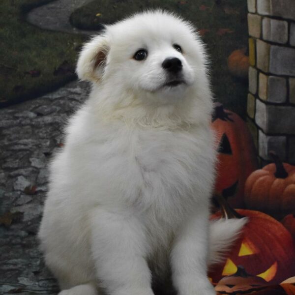 Samoyed-DOG-Male-white-4609-Petland Woodlands, TX