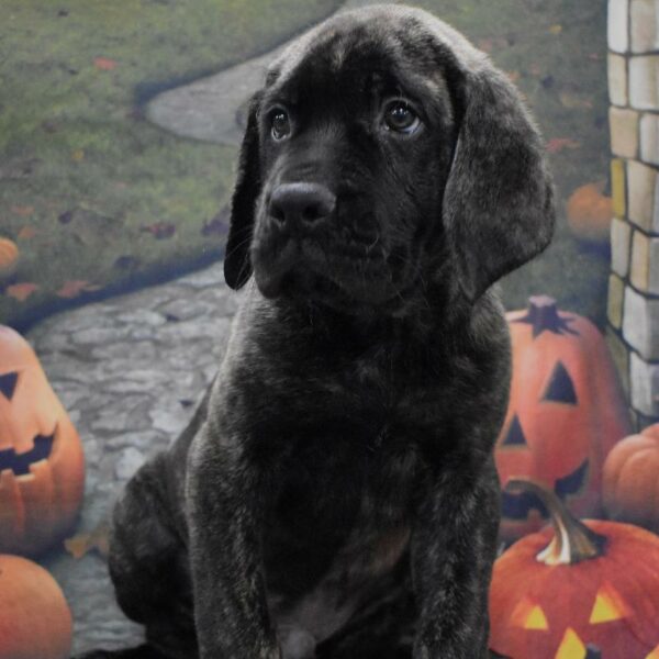 English Mastiff-DOG-Male-brindle-4604-Petland Woodlands, TX