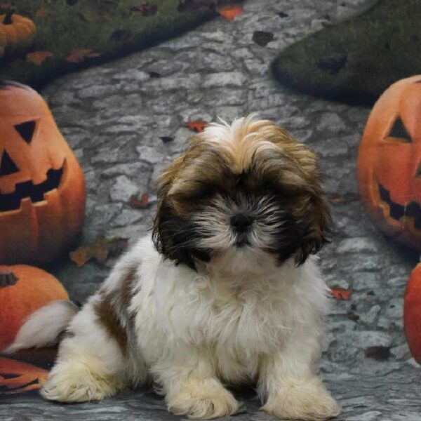 Shih Tzu-DOG-Male-tn & wh-4610-Petland Woodlands, TX