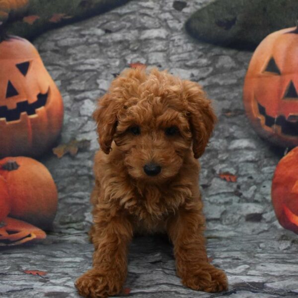 Mini Poodle-DOG-Male-rd-4608-Petland Woodlands, TX