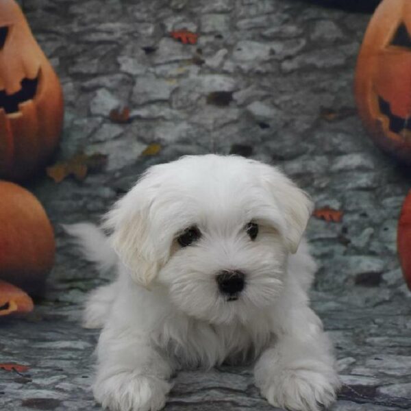 Maltese-DOG-Female-white-4601-Petland Woodlands, TX