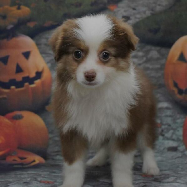 Miniature Australian Shepherd-DOG-Male-rd, tn & wh-4607-Petland Woodlands, TX