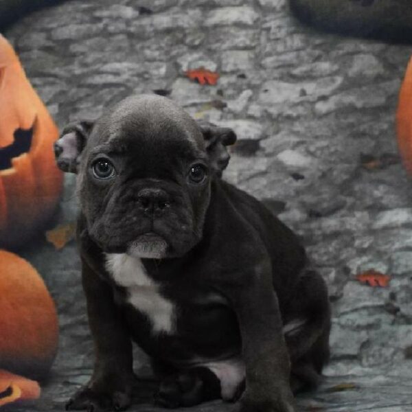 French Bulldog-DOG-Male-bl-4605-Petland Woodlands, TX