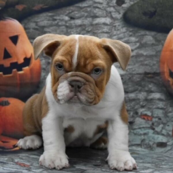 Victorian Bulldog-DOG-Female-bl fn-4617-Petland Woodlands, TX