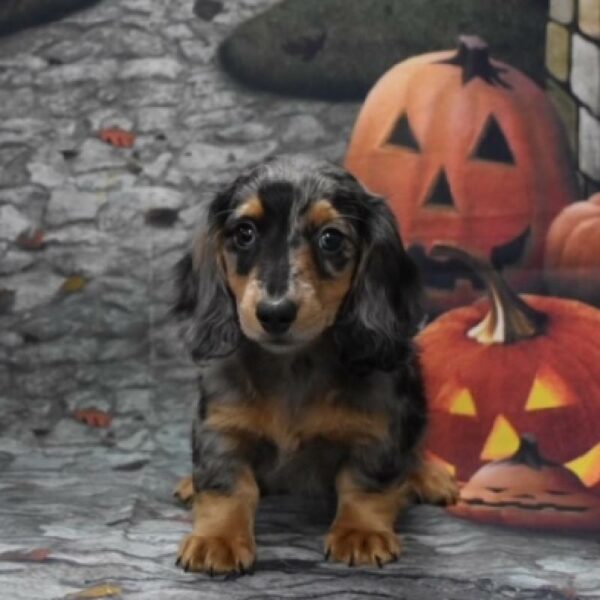 Dachshund-DOG-Male-slvr dpl-4612-Petland Woodlands, TX