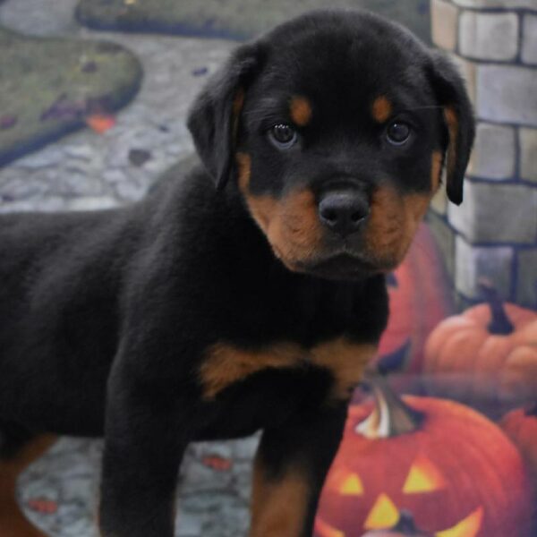 Rottweiler-DOG-Male-blk & tn-4615-Petland Woodlands, TX