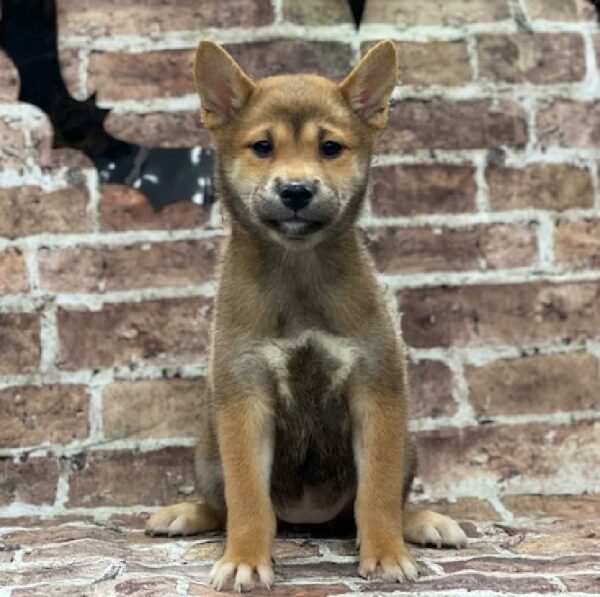 Shiba Inu-DOG-Female-rd sesme & wh-585-Petland Woodlands, TX