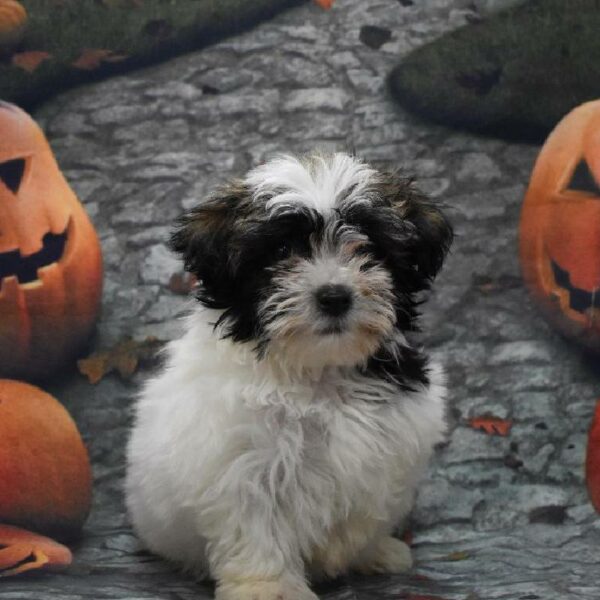 Havanese-DOG-Male-gold brindle-668-Petland Woodlands, TX