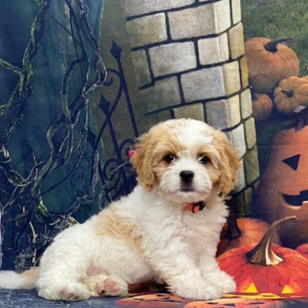 Cavachon-DOG-Male-bheim-4602-Petland Woodlands, TX