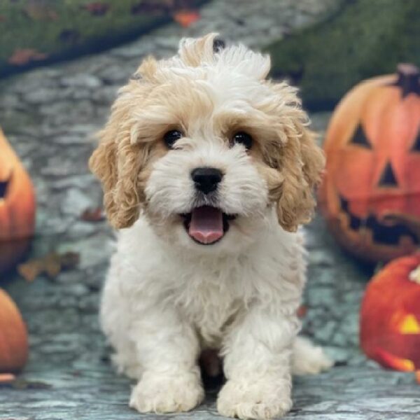 Cavachon-DOG-Male-bheim-4603-Petland Woodlands, TX