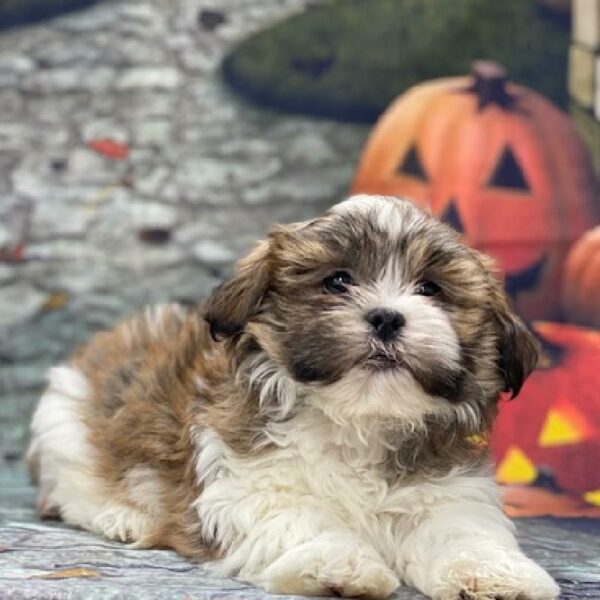 Havanese-Shih Tzu-DOG-Male-brdl & wh-4606-Petland Woodlands, TX