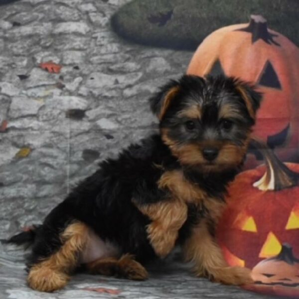 Silky Terrier-DOG-Female-blk & tn-4616-Petland Woodlands, TX