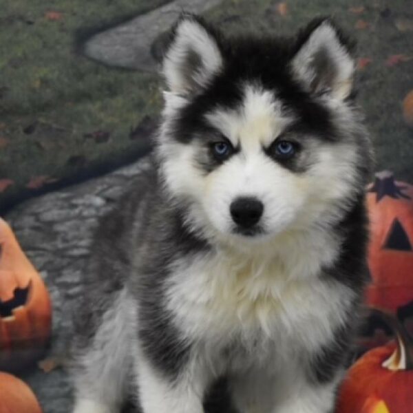 Siberian Husky-DOG-Male-blk & wh-4626-Petland Woodlands, TX
