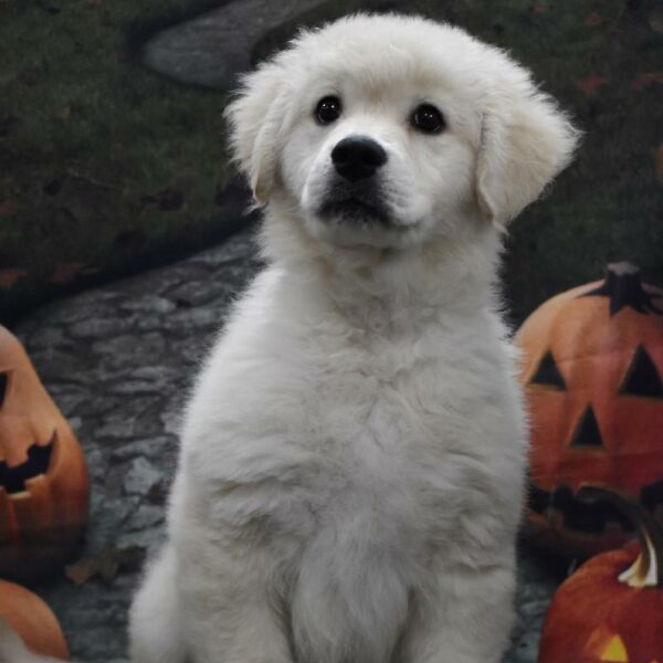Golden Retriever-DOG-Female-cr-4623-Petland Woodlands, TX