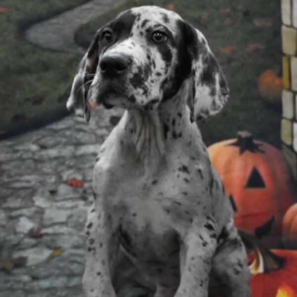 Great Dane-DOG-Male-mrlqn-4622-Petland Woodlands, TX
