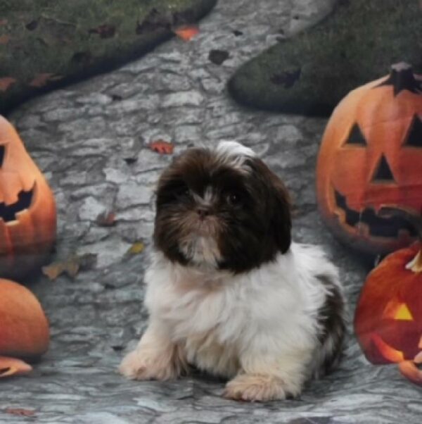 Shih Tzu-DOG-Female-br & wh-4619-Petland Woodlands, TX