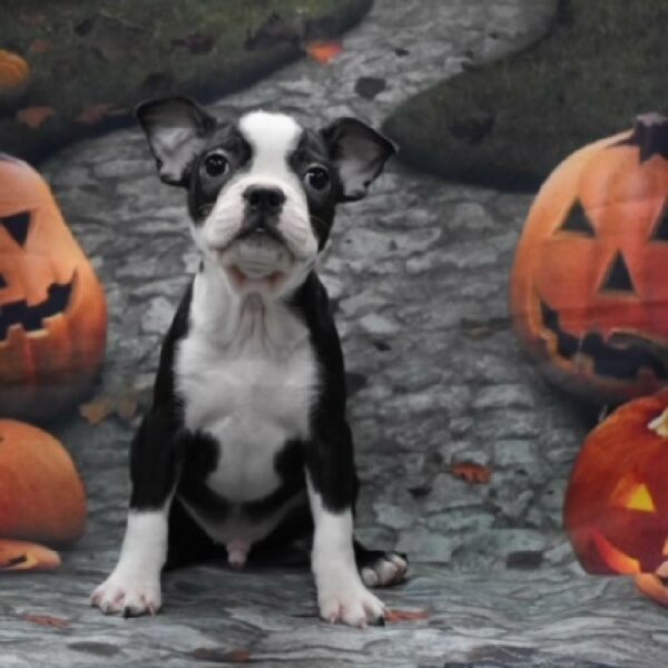 Boston Terrier-DOG-Male-blk & wh-4618-Petland Woodlands, TX