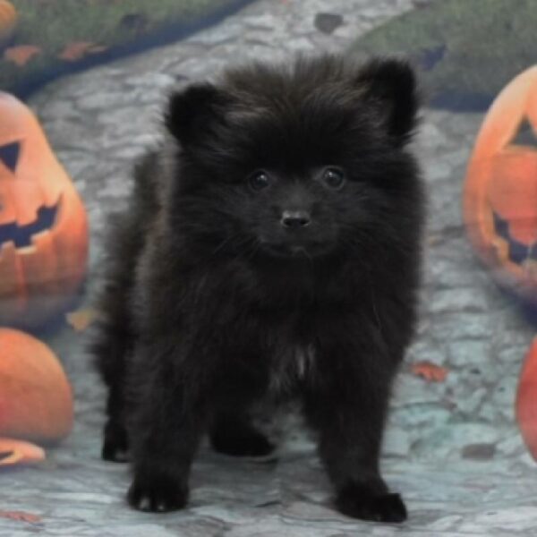 Pomeranian-DOG-Male-blk-4620-Petland Woodlands, TX