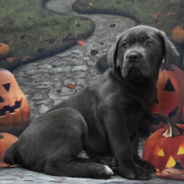 Cane Corso-DOG-Male-bl-4624-Petland Woodlands, TX