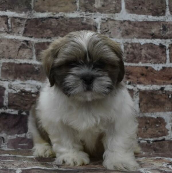 Shih Tzu-DOG-Male-bl sbl-4633-Petland Woodlands, TX