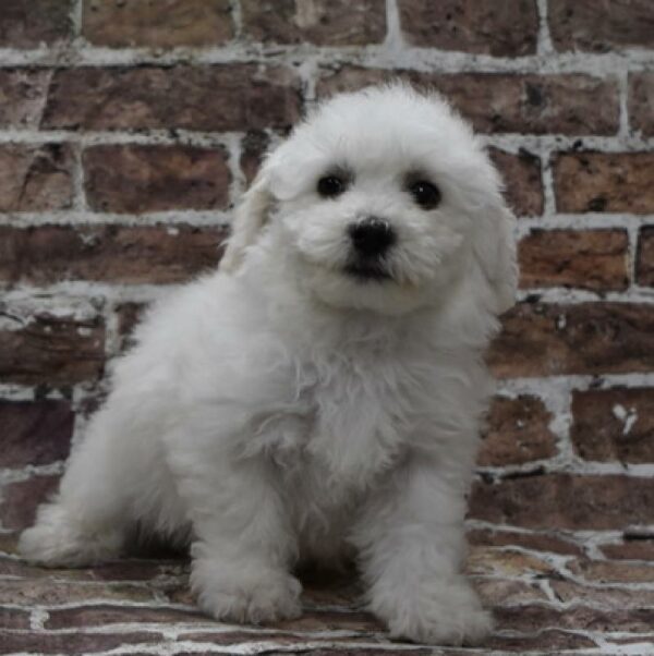 Bichon-DOG-Male-wh-4631-Petland Woodlands, TX