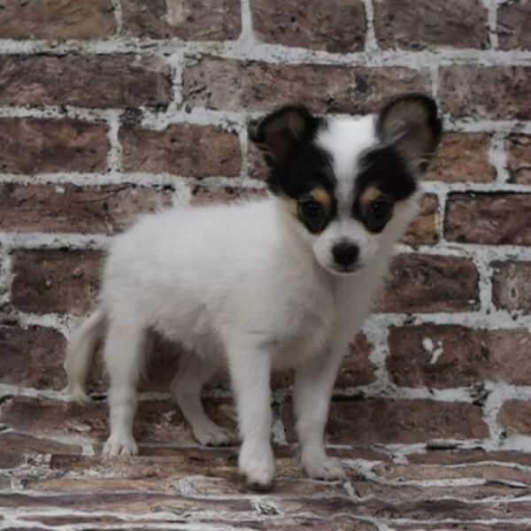 Chihuahua-DOG-Female-wh & blk-4638-Petland Woodlands, TX