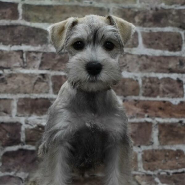 Mini Schnauzer-DOG-Female-slt & ppr-4635-Petland Woodlands, TX