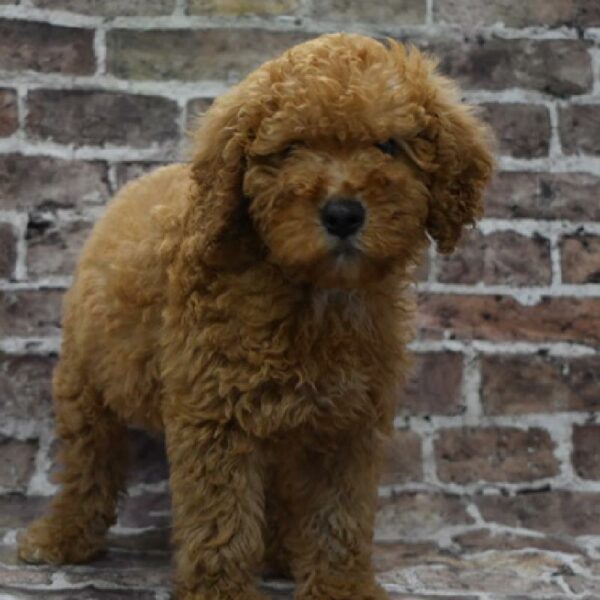 Goldendoodle-DOG-Male-gldn-4636-Petland Woodlands, TX
