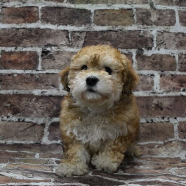 Teddy Bear-DOG-Female-br-4632-Petland Woodlands, TX
