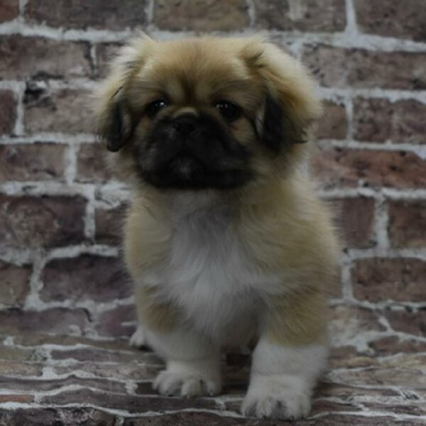 Pekingese-DOG-Male-sbl-4634-Petland Woodlands, TX