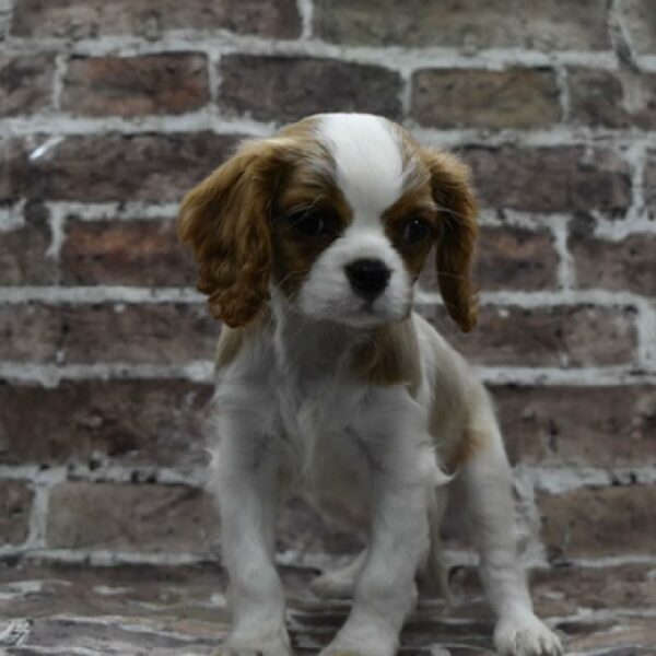 Cavalier King Charles Spaniel-DOG-Male-Blenheim-4628-Petland Woodlands, TX