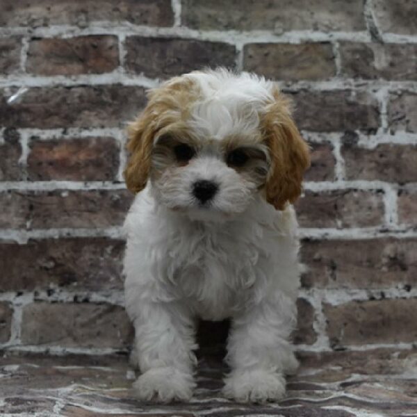 Cavapoo-DOG-Female-Apricot-4629-Petland Woodlands, TX