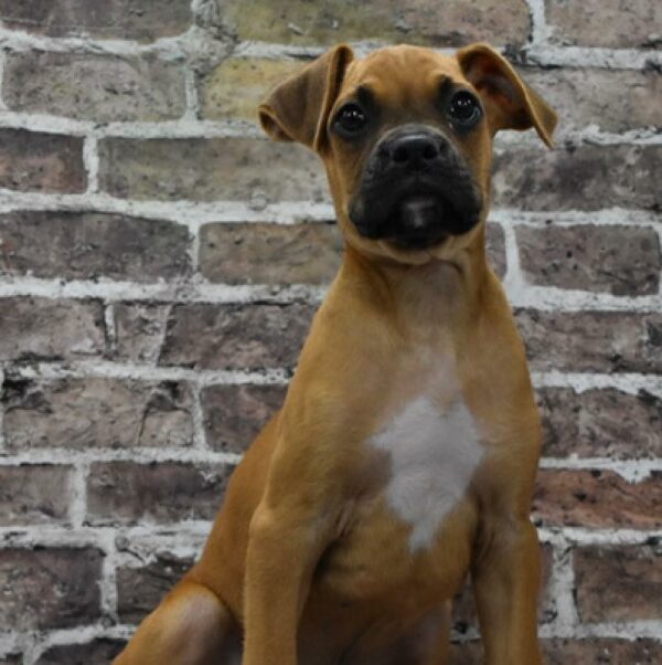 Boxer-DOG-Male-Fawn-4627-Petland Woodlands, TX
