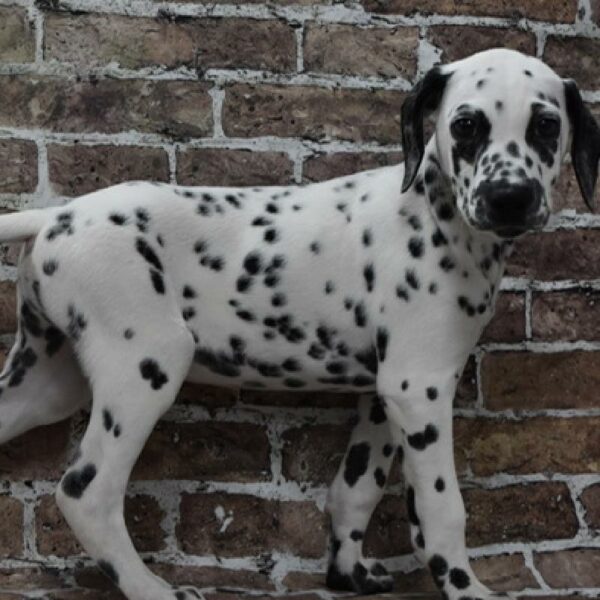 Dalmatian-DOG-Male-wh & blk-4637-Petland Woodlands, TX