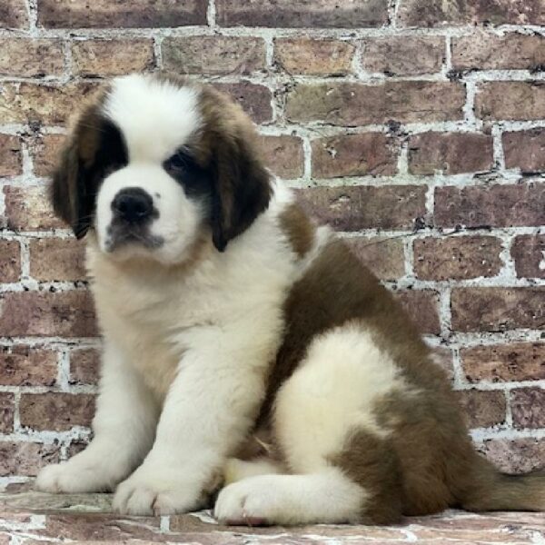 Saint Bernard-DOG-Male-br & wh-4642-Petland Woodlands, TX