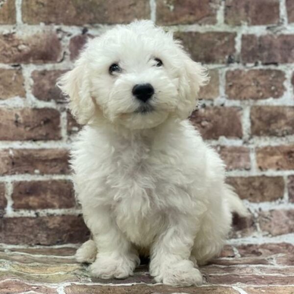 Bichon-DOG-Male-white-4649-Petland Woodlands, TX