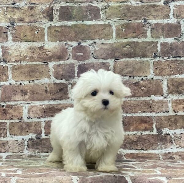 Maltese-DOG-Female-wh-4644-Petland Woodlands, TX