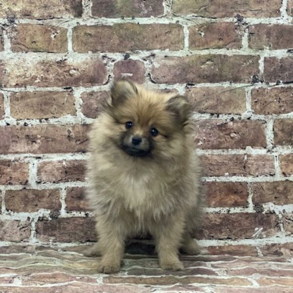 Pomeranian-DOG-Female-wlf sbl , mrl mkgs-4643-Petland Woodlands, TX