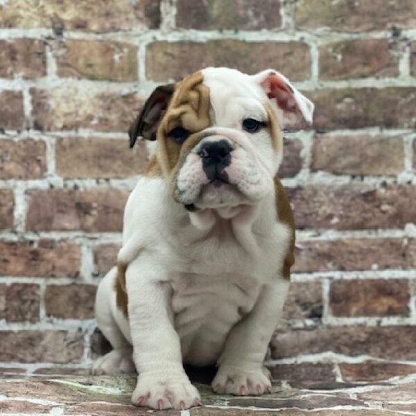 English Bulldog-DOG-Female-rd & wh-4645-Petland Woodlands, TX
