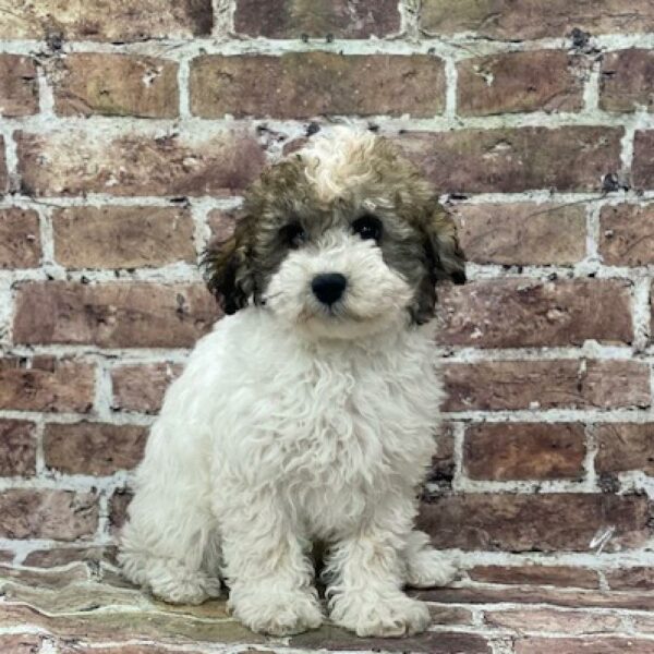 Teddy Bear-DOG-Female-wh & br-4639-Petland Woodlands, TX