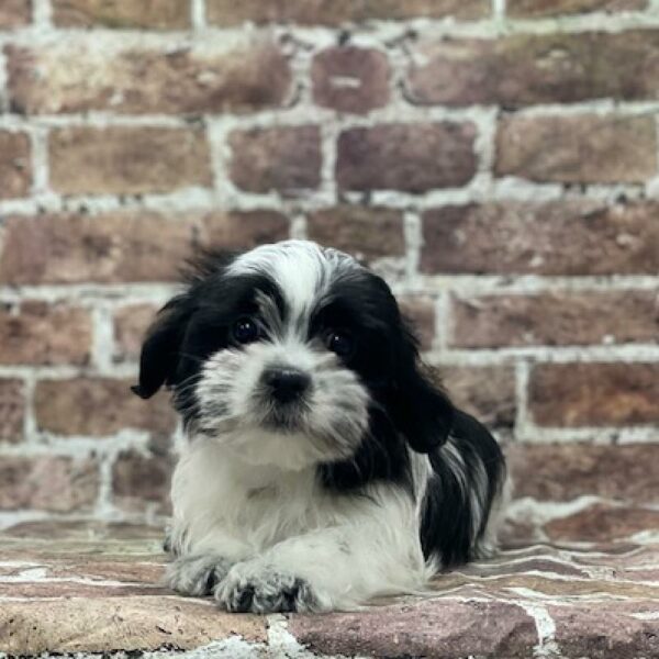 Morkie-DOG-Female-blk & tn-4648-Petland Woodlands, TX