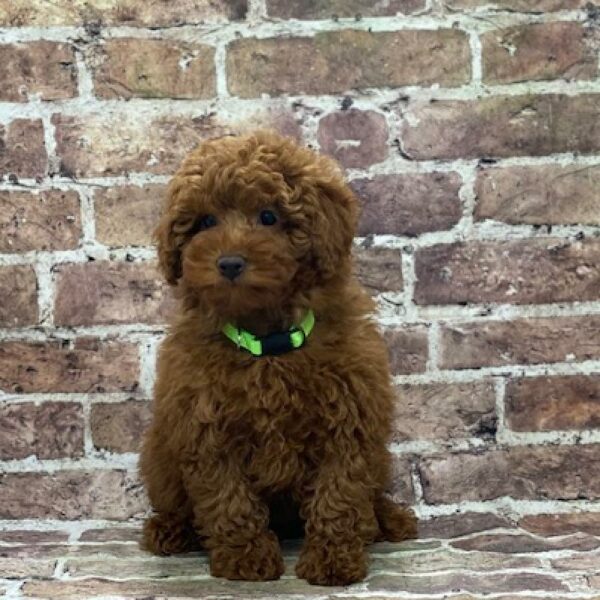 Mini Poodle-DOG-Female-rd-4641-Petland Woodlands, TX
