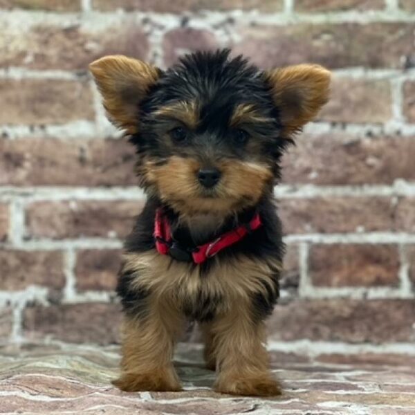 Yorkie-DOG-Female-black and tan-4650-Petland Woodlands, TX
