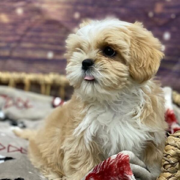 Lhasa Apso-DOG-Female-Cream-4653-Petland Woodlands, TX