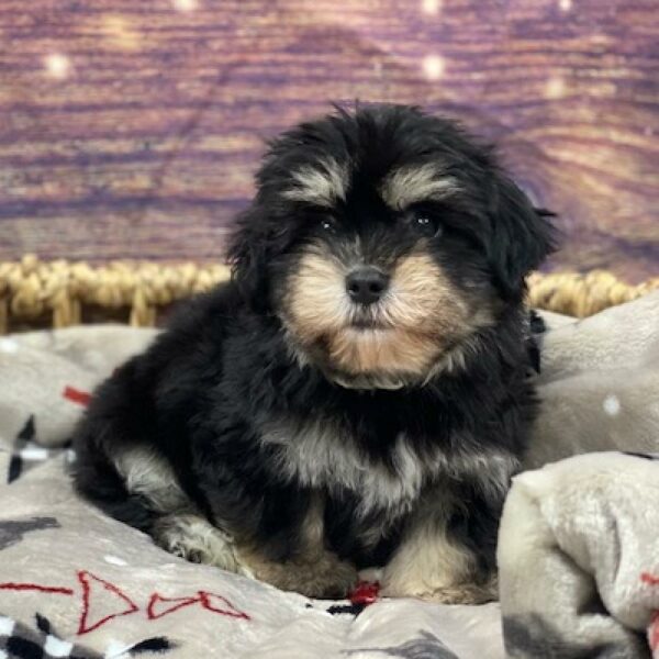 Havanese-Shih Tzu-DOG-Male-Black and Tan Brindle-4651-Petland Woodlands, TX