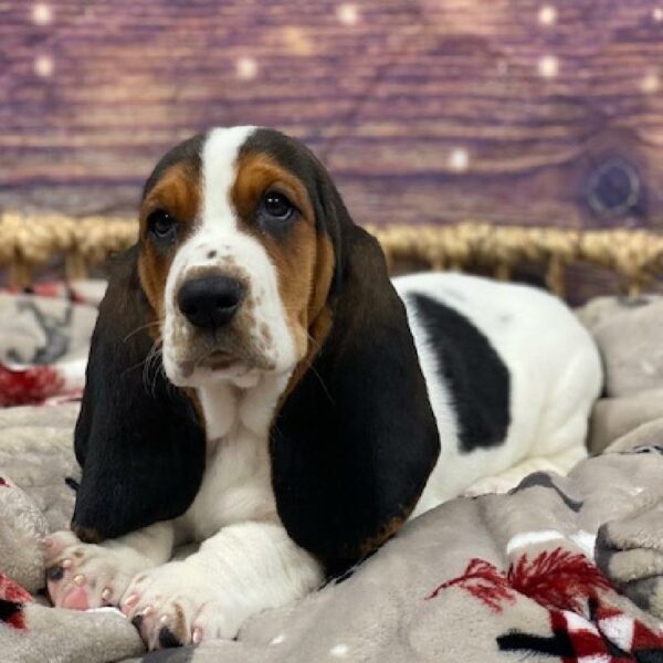 Basset Hound-DOG-Female-tri-4656-Petland Woodlands, TX